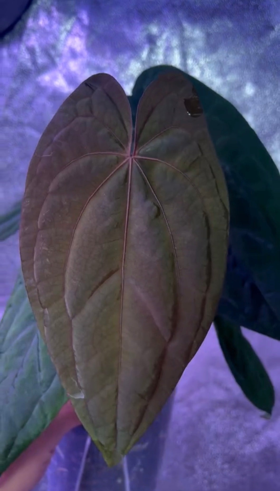 Anthurium Red Vein Dark Phoenix CLONE	A3