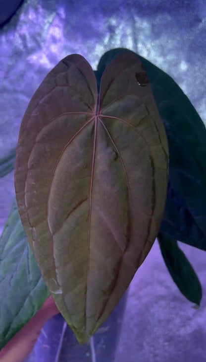 Anthurium Red Vein Dark Phoenix CLONE	A3
