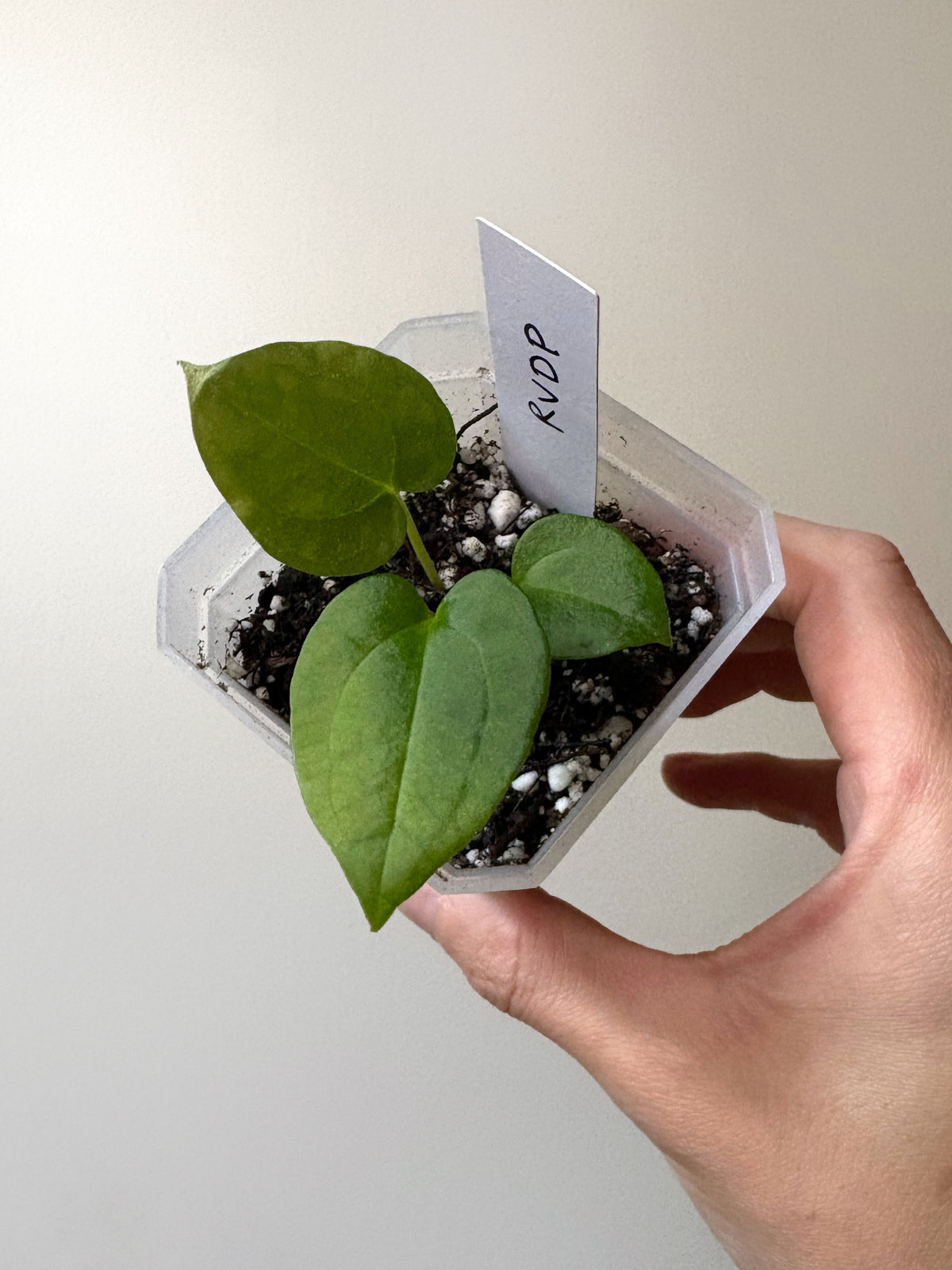Anthurium Red Vein Dark Phoenix CLONE	A3