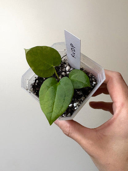 Anthurium Red Vein Dark Phoenix CLONE	A3