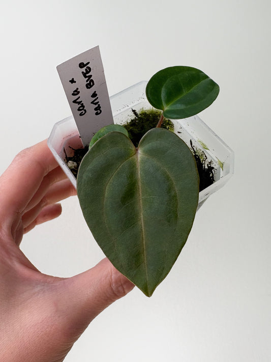Anthurium carlablackiae x (carlablackiae x BVEP) [A3]
