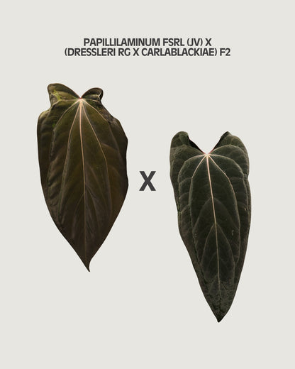 Anthurium FSRL x (dressleri x carlablackiae) F2 - blister	A8