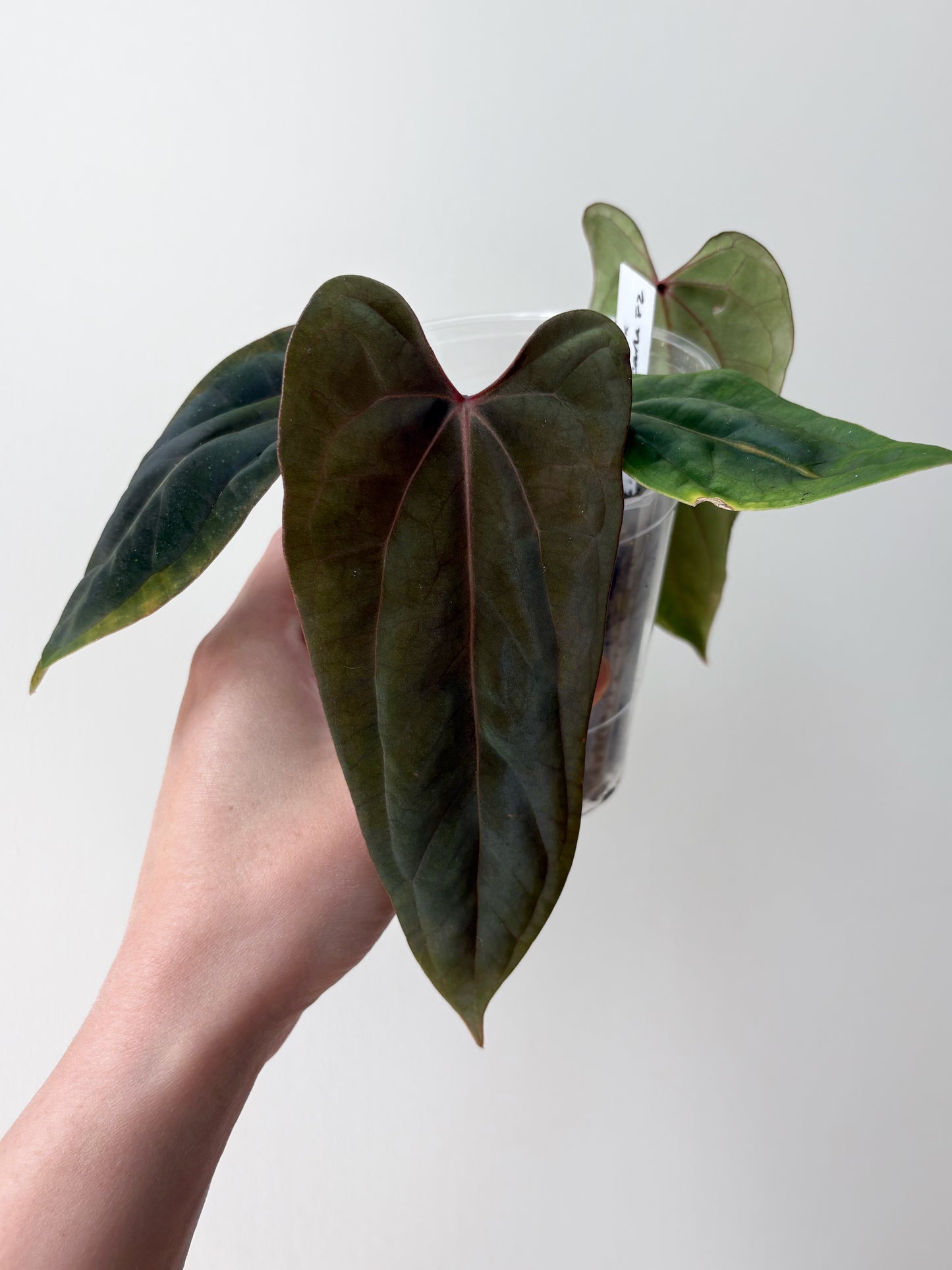 Anthurium FSRL x (dressleri x carlablackiae) F2	A4