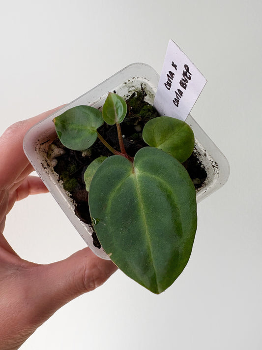 Anthurium carlablackiae x (carlablackiae x BVEP) [A4]