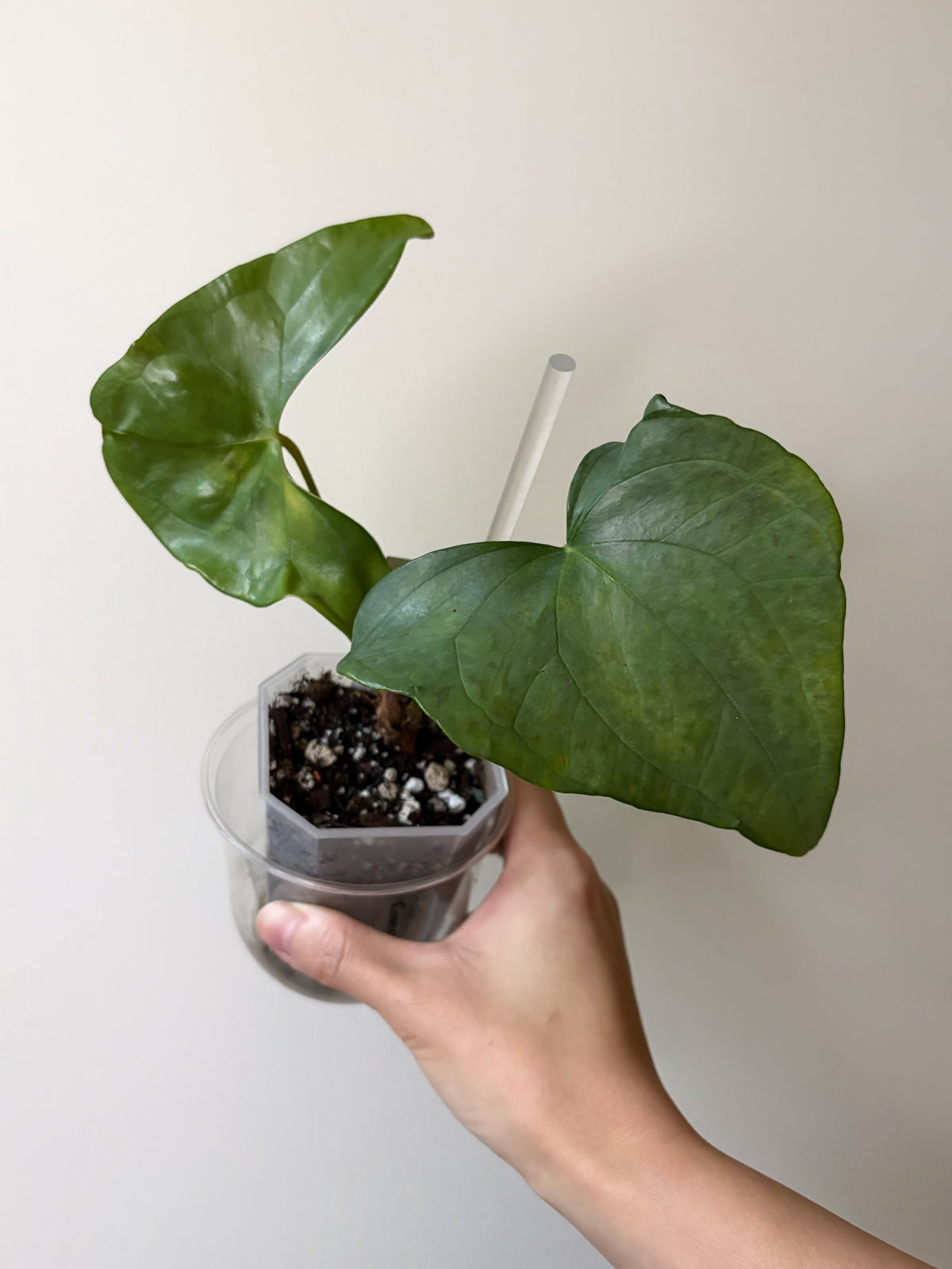 Anthurium diabloense (REHAB)	A4