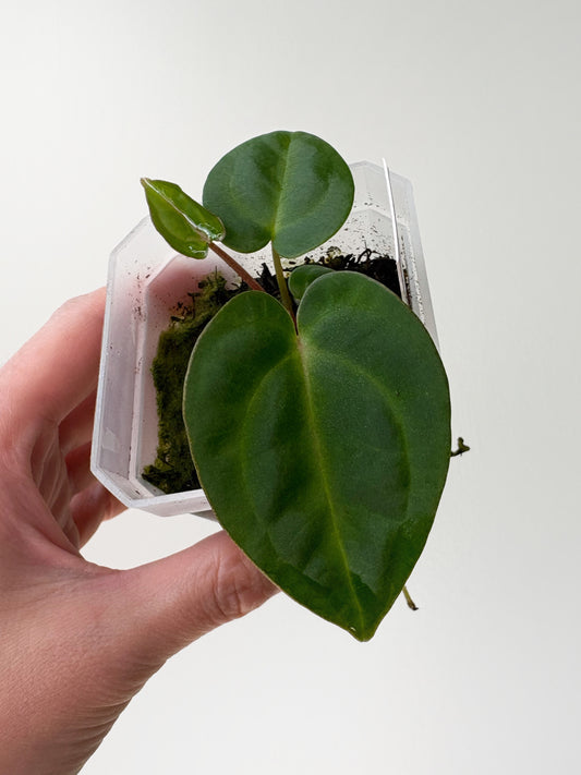 Anthurium carlablackiae x (carlablackiae x BVEP) [A5]