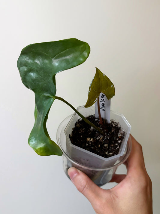 Anthurium diabloense (REHAB)	A5