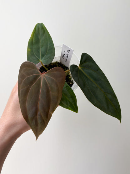 Anthurium FSRL x (dressleri x carlablackiae) F2	A5