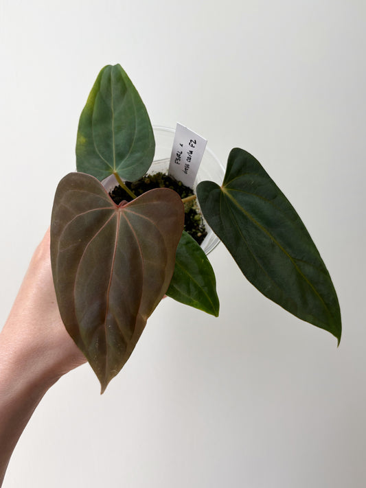 Anthurium FSRL x (dressleri x carlablackiae) F2	A5