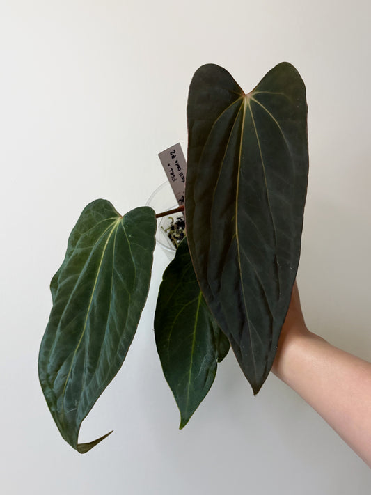 Anthurium FSRL x (dressleri x carlablackiae) F2	A6