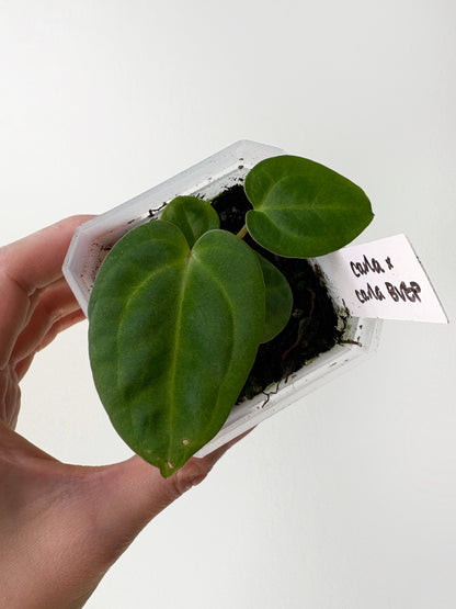 Anthurium carlablackiae x (carlablackiae x BVEP) [A6]