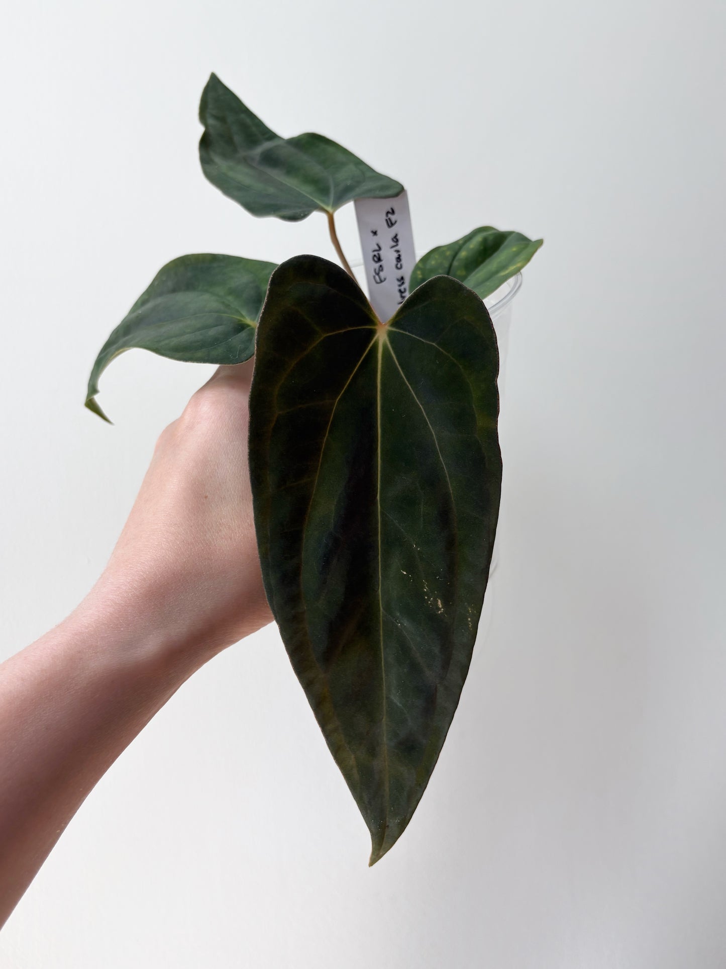 Anthurium FSRL x (dressleri x carlablackiae) F2	A6
