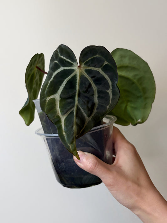 Anthurium carlablackiae wu2 S1	A7