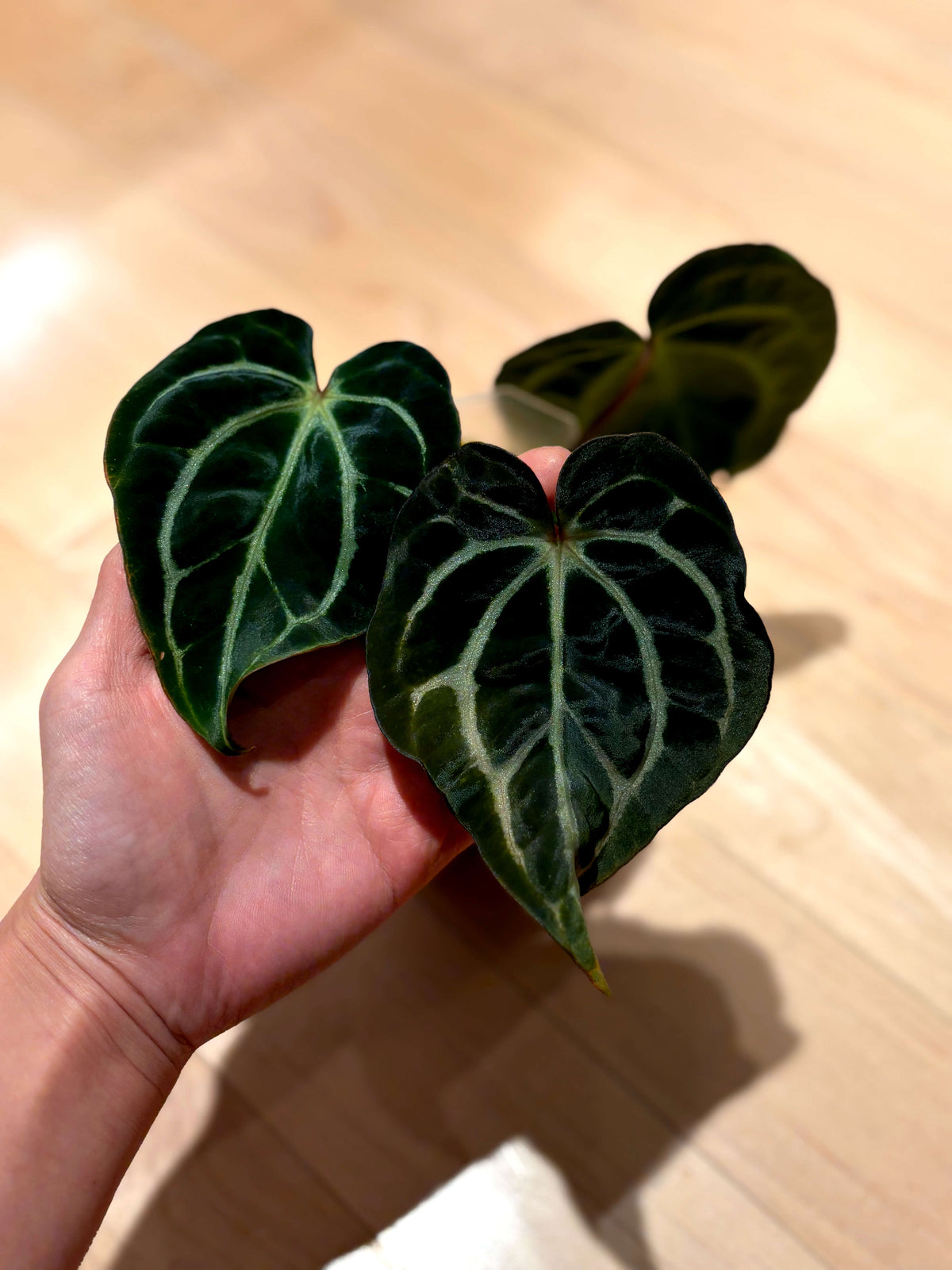 Anthurium carlablackiae wu2 S1	A7