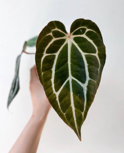 Anthurium carlablackiae wu2 S1	A7