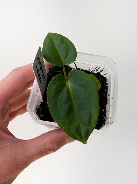 Anthurium carlablackiae x (carlablackiae x BVEP) [A7]