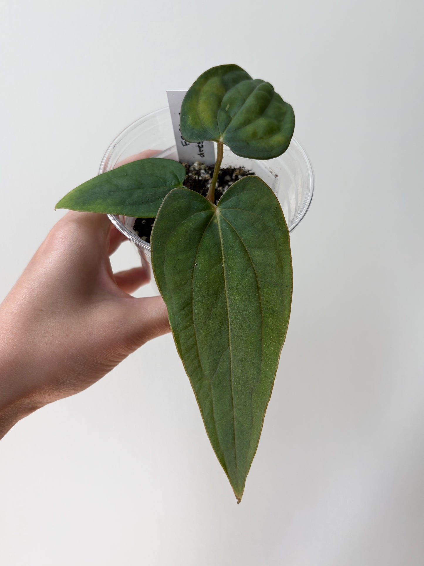 Anthurium FSRL x (dressleri x carlablackiae) F2	A7