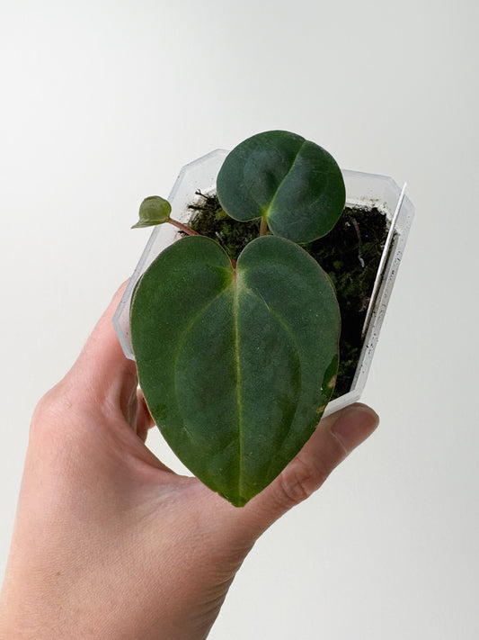 Anthurium carlablackiae x (carlablackiae x BVEP) [A8]