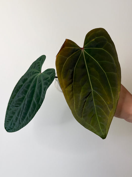 Anthurium "Wuhoo's First Night"	A8