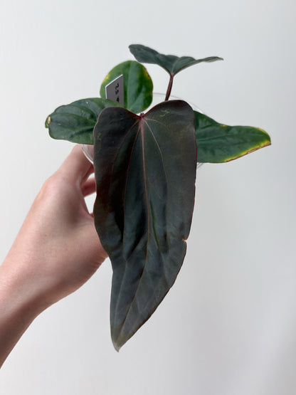 Anthurium FSRL x (dressleri x carlablackiae) F2 - blister	A8