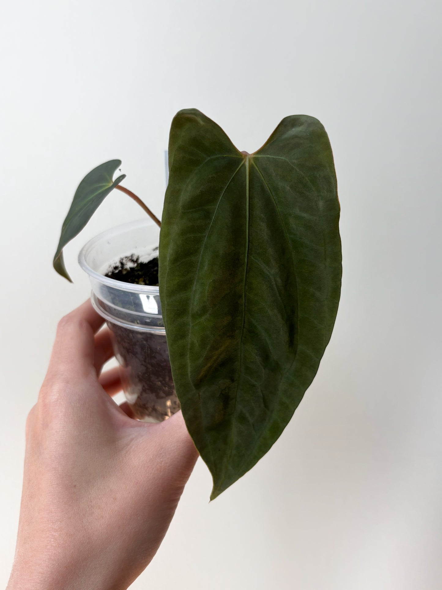 Anthurium papillilaminum RA5 S1 x FSRL	A9