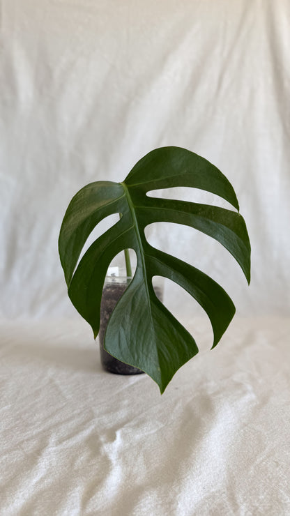 Monstera Sierrana	C1