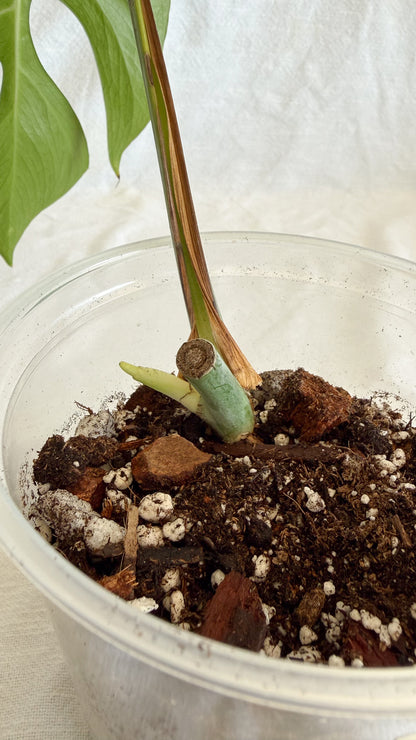 Monstera Sierrana	C1