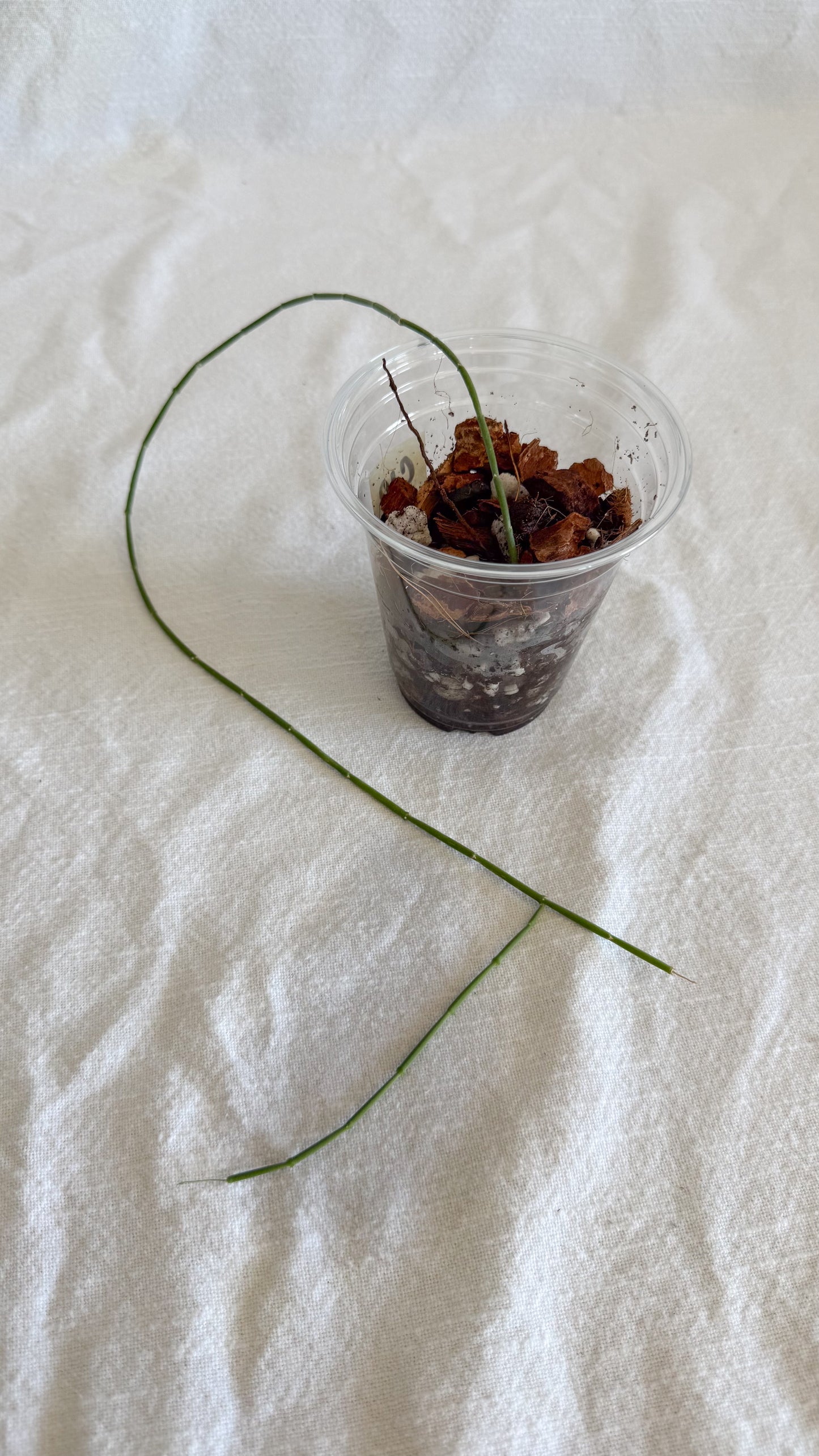 Sarcostemma Vanlessenii - CANADA ONLY	C10