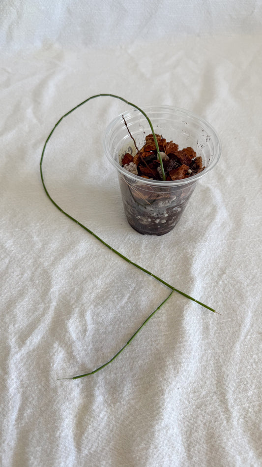 Sarcostemma Vanlessenii - CANADA ONLY	C10