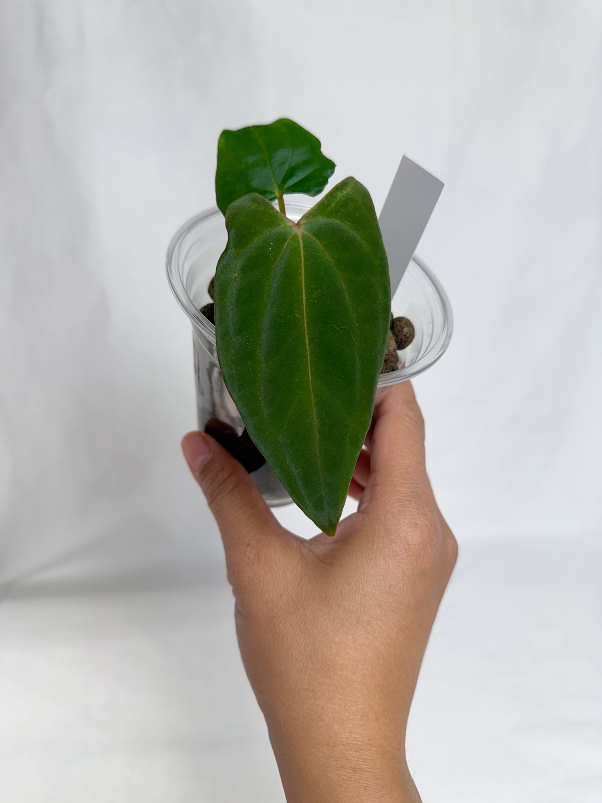 Anthurium FSRL x (dressleri x carlablackiae) F2	C10