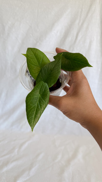 Alocasia Scalprum	C11