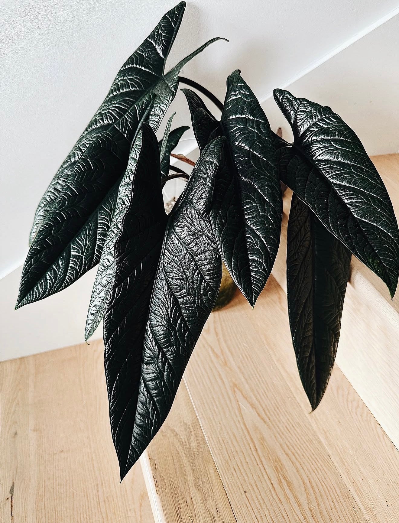 Alocasia Scalprum	C11