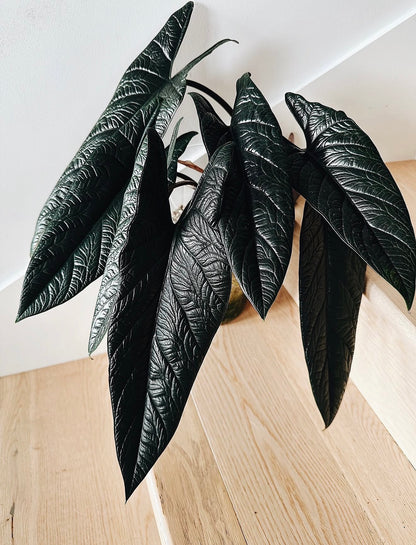 Alocasia Scalprum	C11