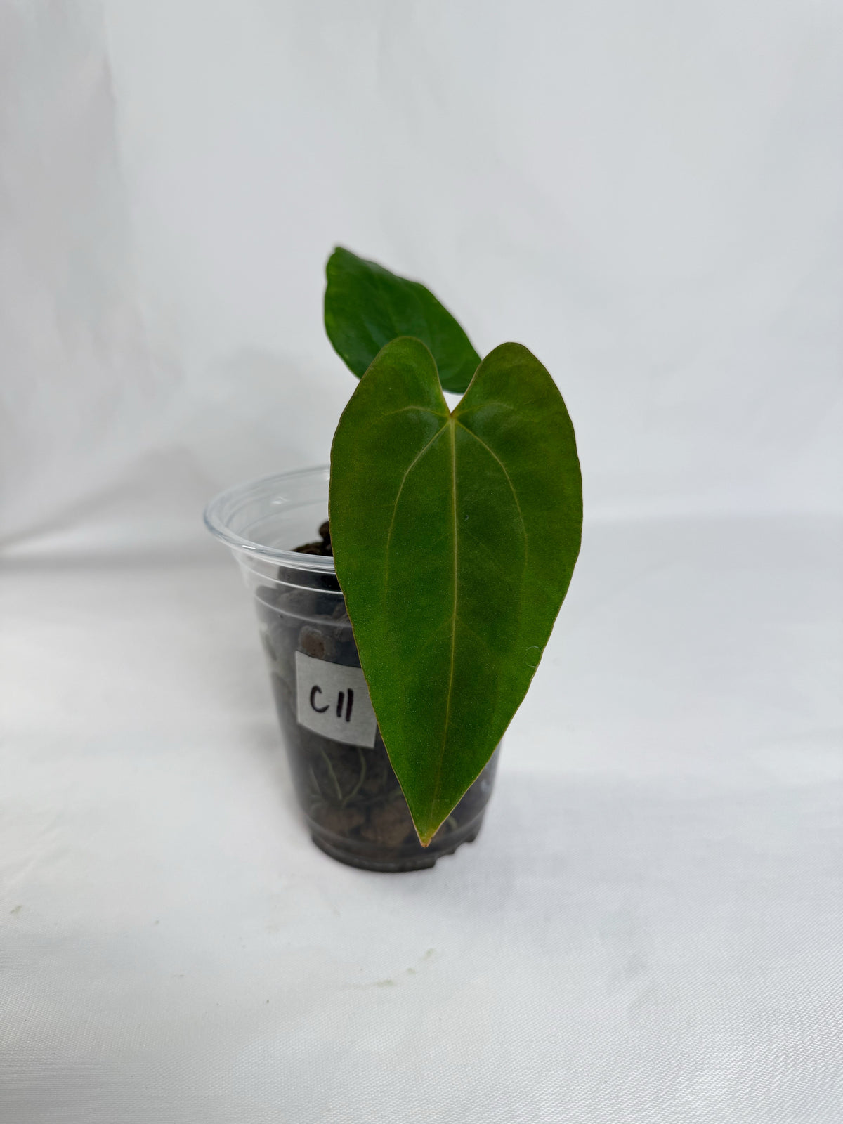 Anthurium FSRL x (dressleri x carlablackiae) F2	C11
