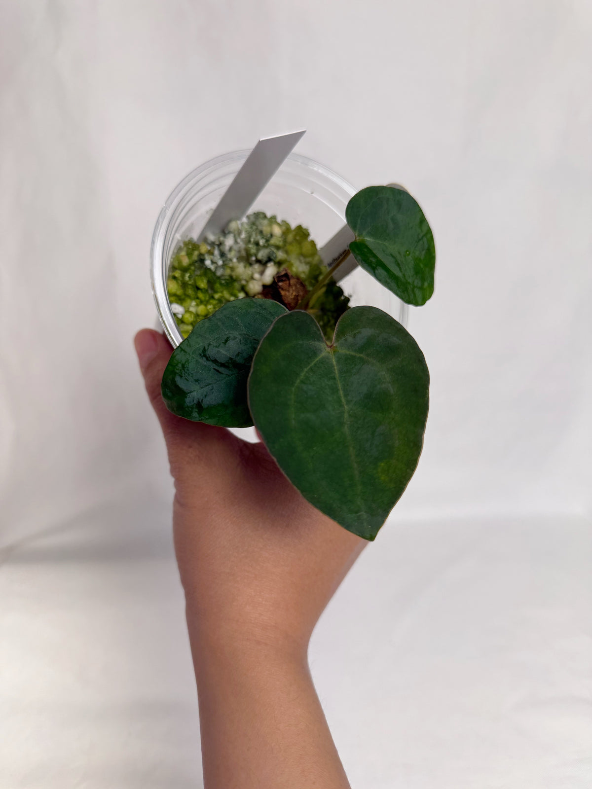 Anthurium Ace of Spades	C12