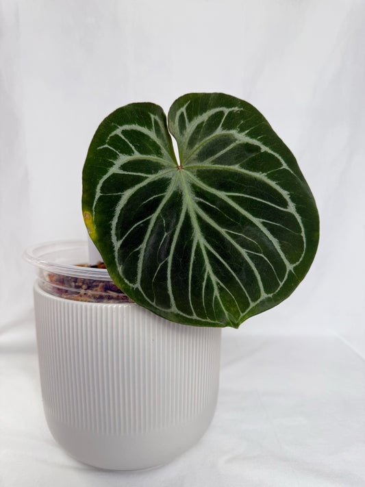Anthurium HU (King of Spades)	C13