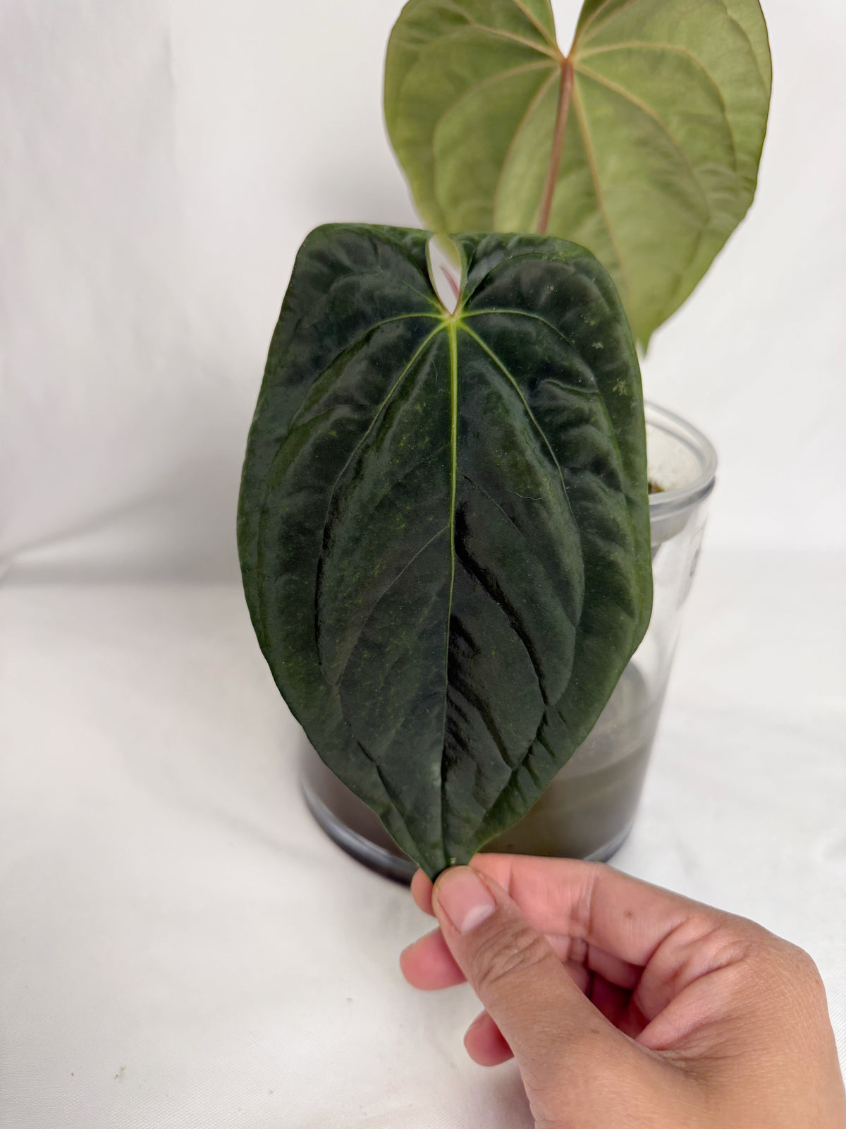 Anthurium Wuhoo 1 x BVEP	C14