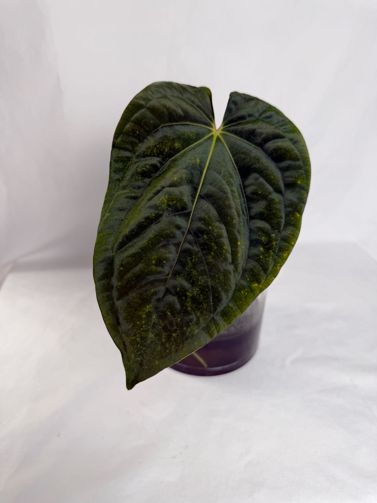 Anthurium Wuhoo 1 x BVEP	C14