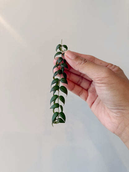 Columnea Arguta aff. FRESH CUTTINGS GROWERS CHOICE	C17