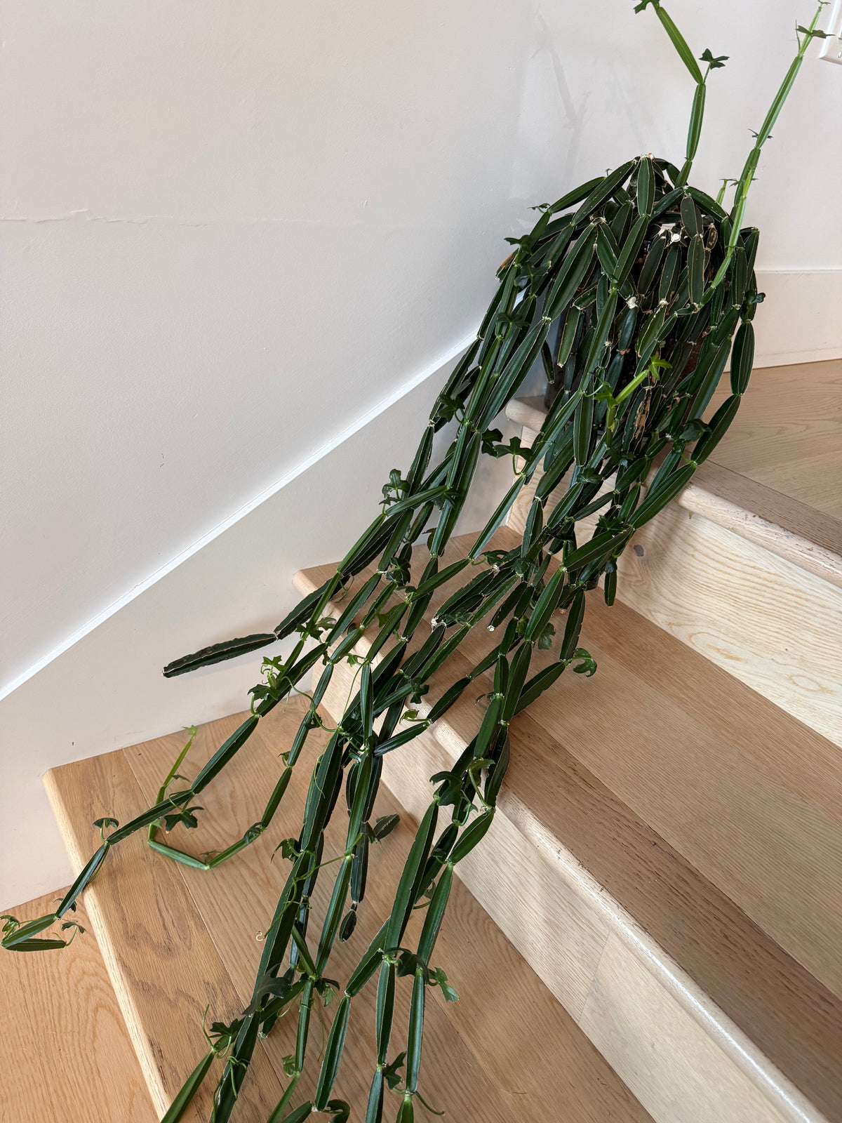 Cissus Quadrangularis BUNDLE OF FRESH CUTTINGS	C18