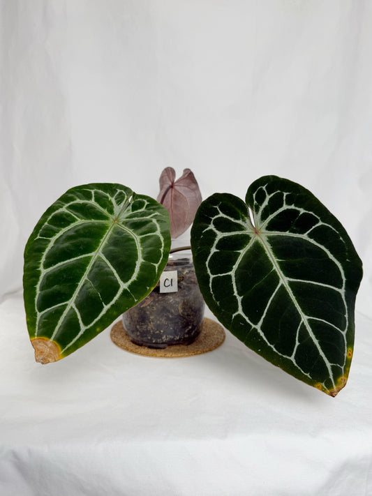 Anthurium Big Foot x Self	C1