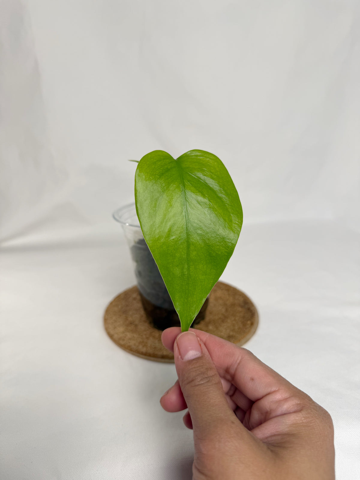 Monstera Sierrana	C2