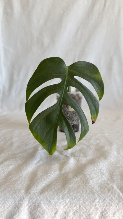 Monstera Sierrana	C2
