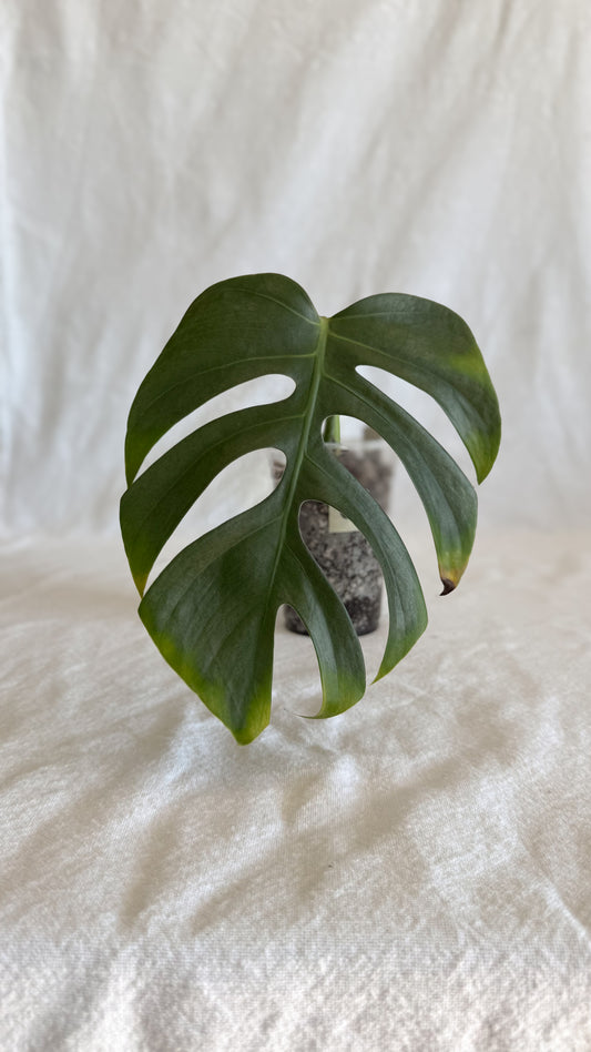 Monstera Sierrana	C2