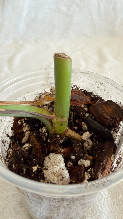 Monstera Sierrana	C2