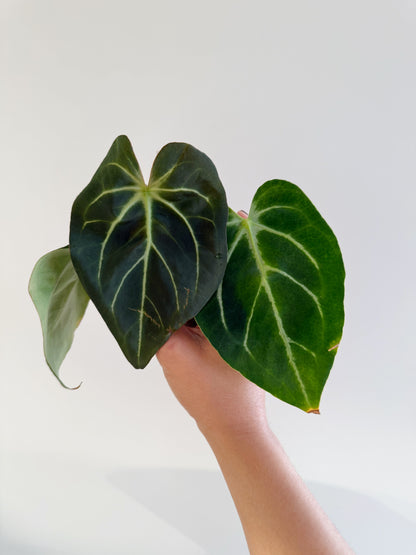 Anthurium  Indo Mag x ((Mag x Crys) x Carla)	C31