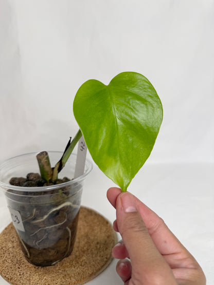 Monstera Sierrana	C3