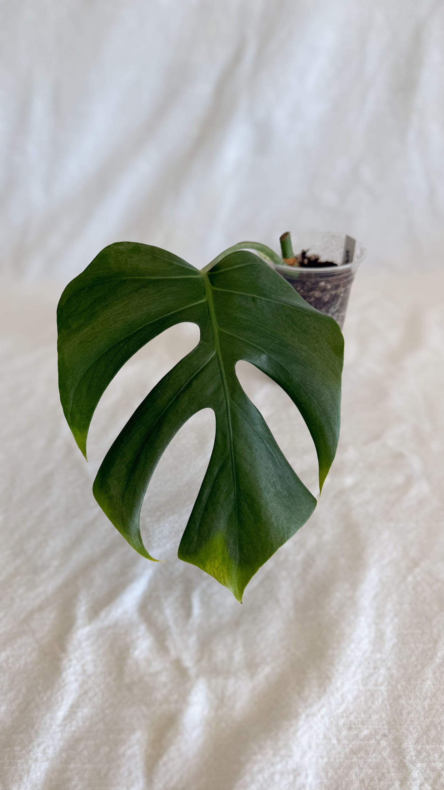 Monstera Sierrana	C3