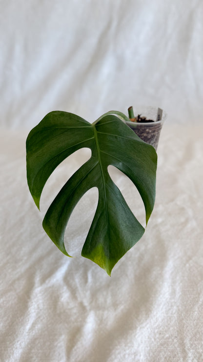 Monstera Sierrana	C3