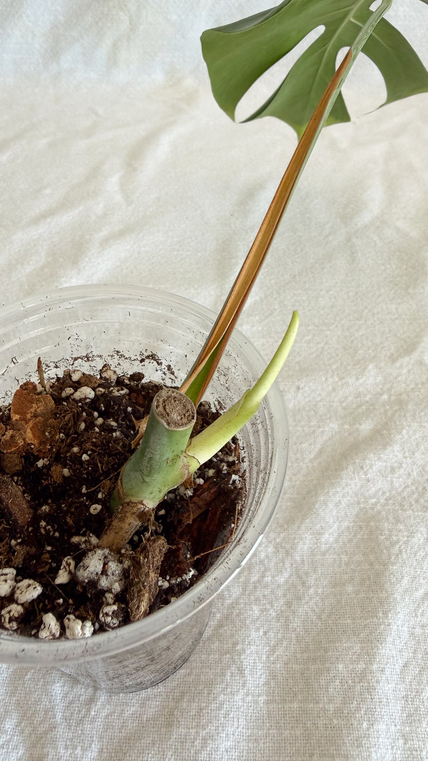 Monstera Sierrana	C3